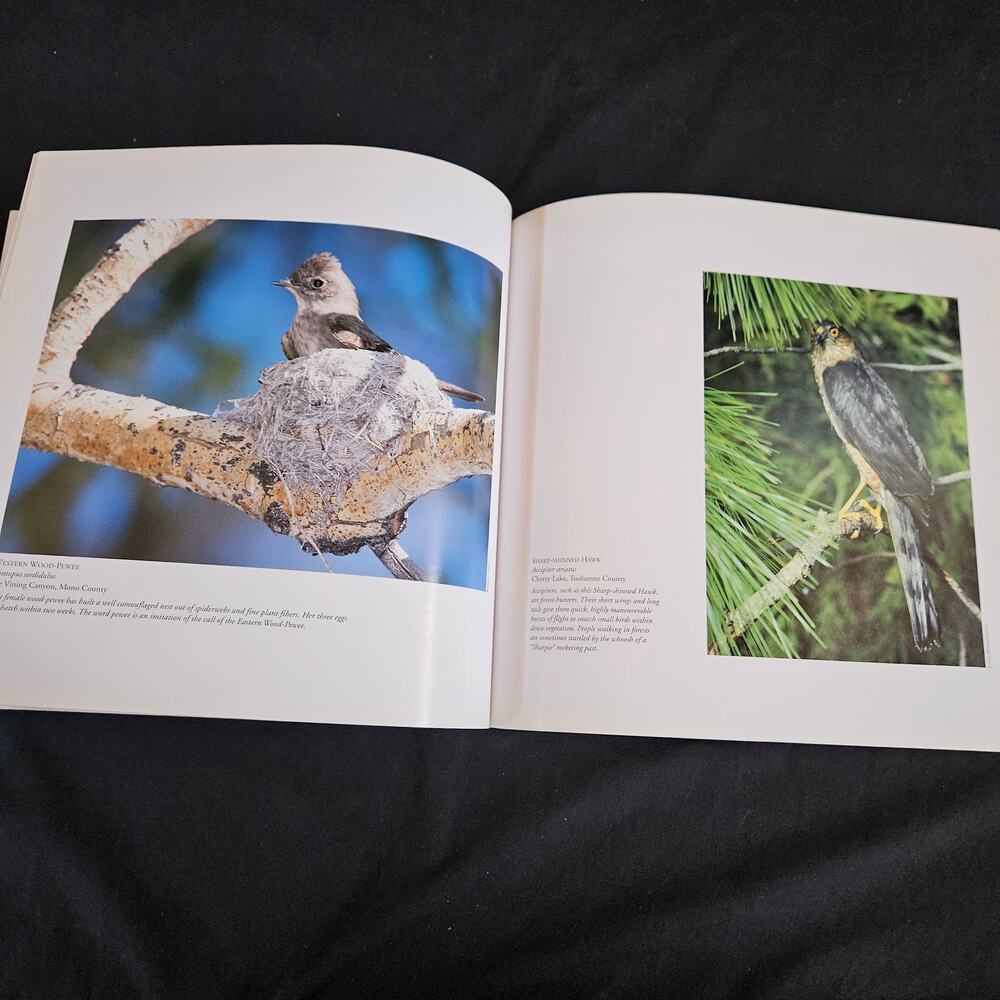 Wild Birds of California By David‎ Luca Paperback - Picture 6 of 8